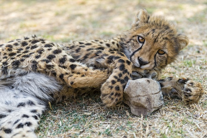 Cheetah Cub Lying on the Ground with a Stone