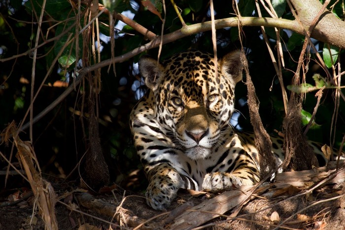 Jaguar resting in dense foliage