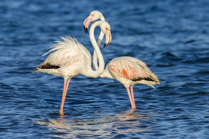 Two Flamingos in Blue Water