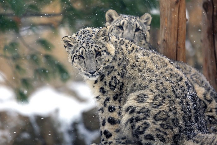 Two snow leopards in the snow