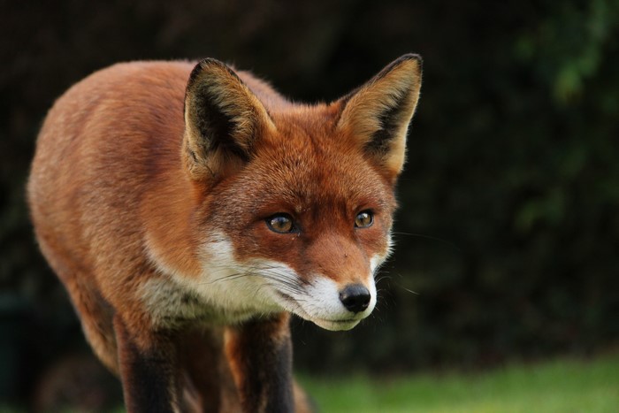 Red Fox Looking to the Side