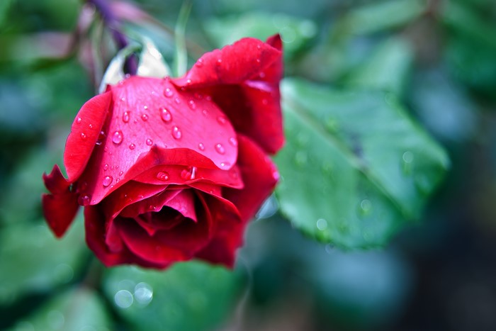 4K Red Rose with Water Droplets