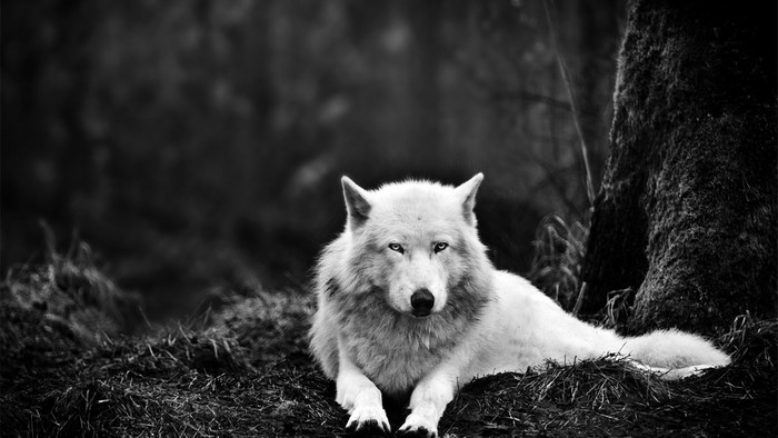 White wolf lying in grass near a tree