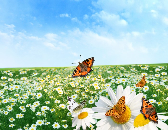 Butterflies in a field of daisies under a blue sky