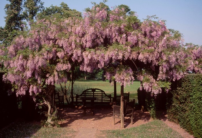 Wisteria vine covering a garden pergola with benches