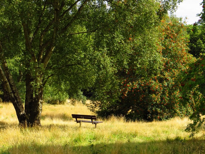 Park bench under a tree in Hampstead Heath, London