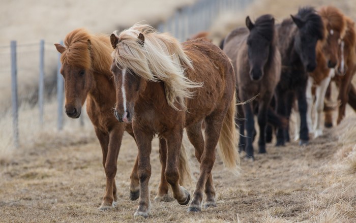 A herd of Icelandic horses walking in a field