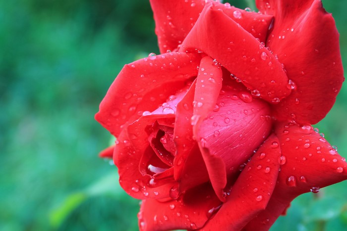 Red Rose with Water Drops