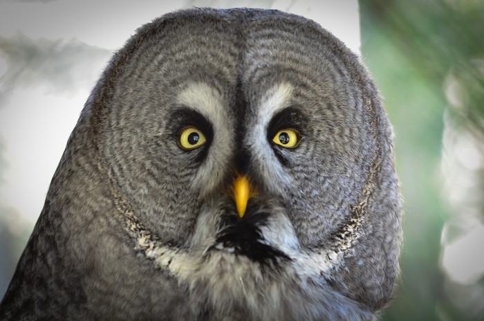 Great Grey Owl Close-up