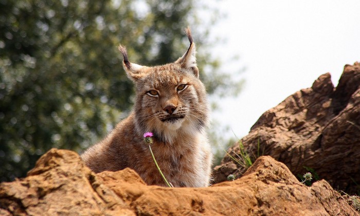 4K Lynx on Rocks with Flower