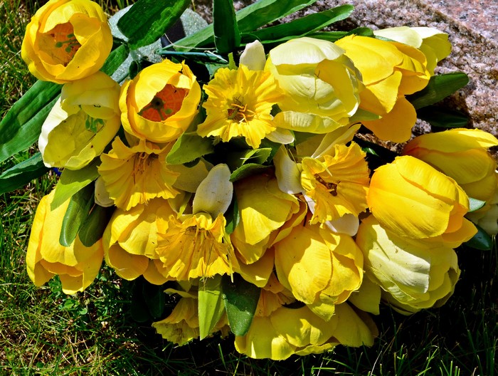 Bouquet of yellow tulips and daffodils