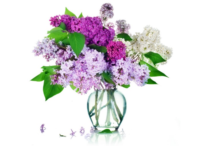 Vibrant Lilac Flowers in Glass Vase