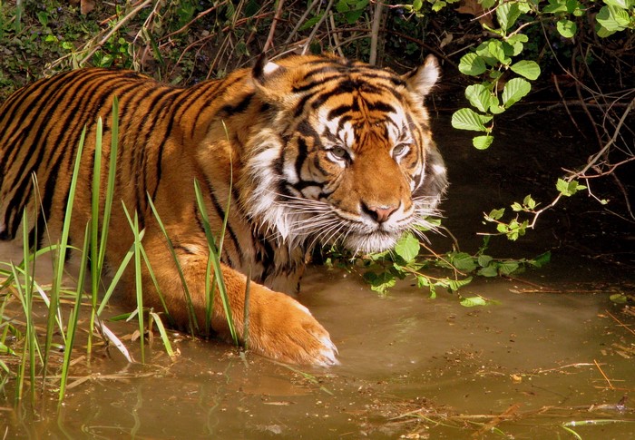 Tiger walking in water