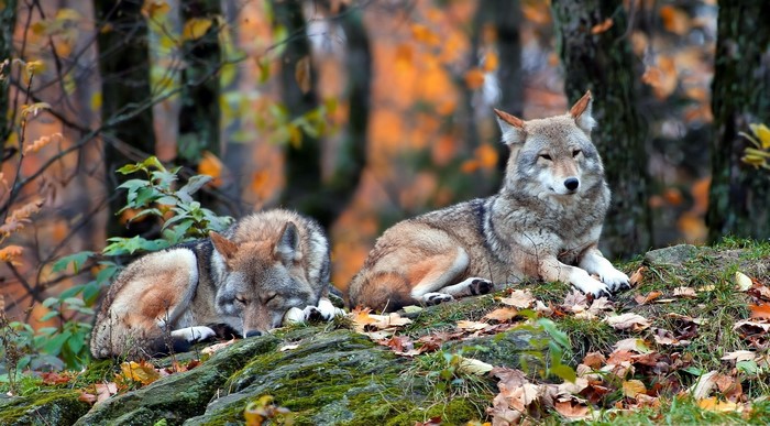 Two wolves resting in autumn foliage