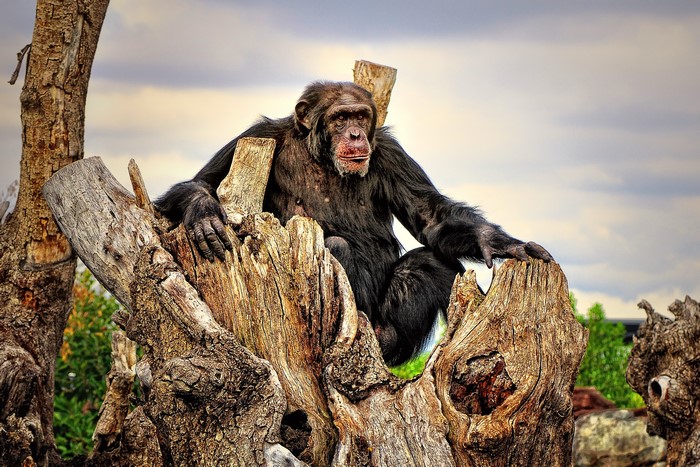 Chimpanzee sitting on a tree stump