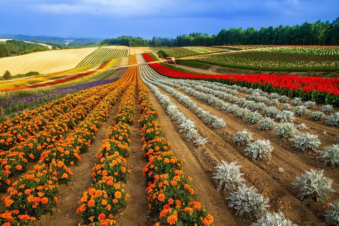 Flower fields in Hokkaido, Japan