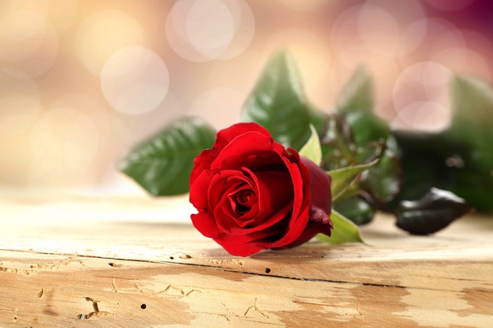 Red Rose on Wooden Surface