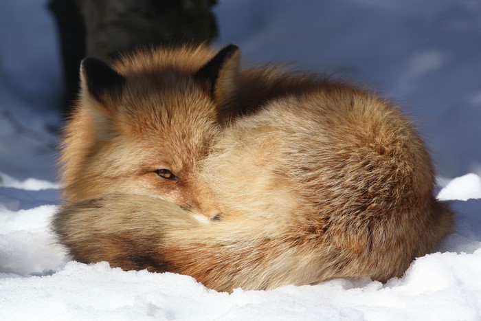 Red fox curled up in the snow