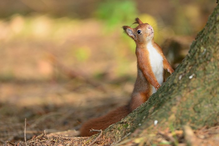 Red squirrel standing by a tree trunk