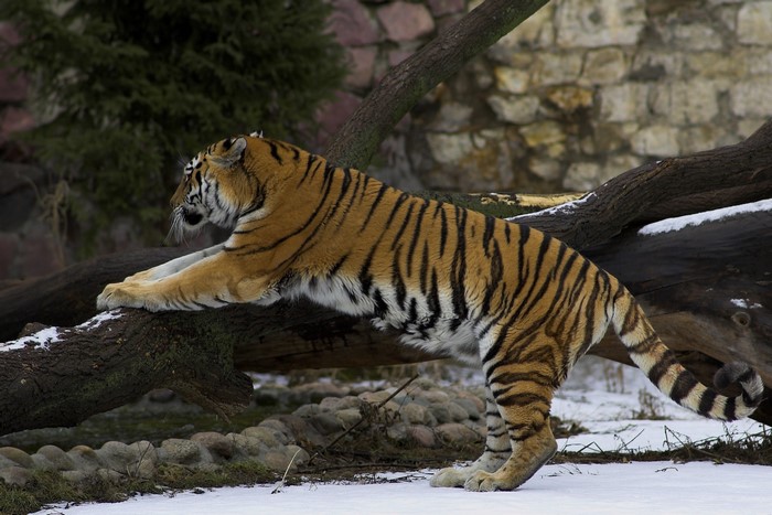 Tiger on a log in the snow