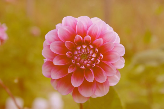 Pink Dahlia flower in bloom