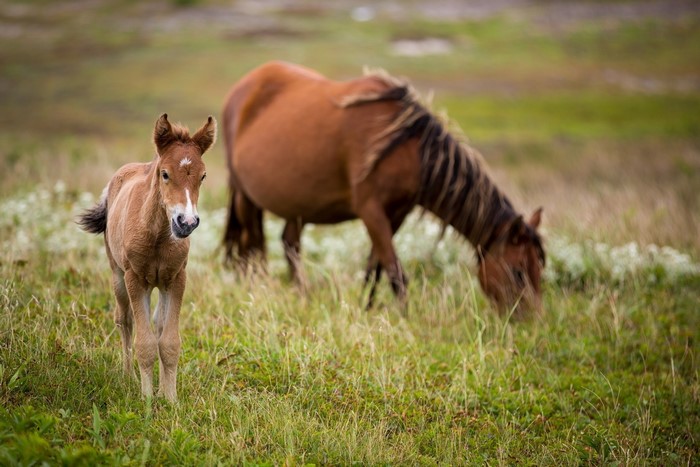 A brown foal stands in a grassy field with its mother