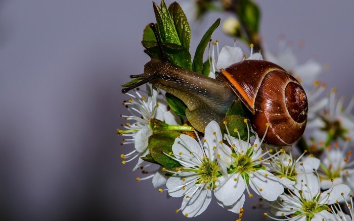 Snail on a blooming branch