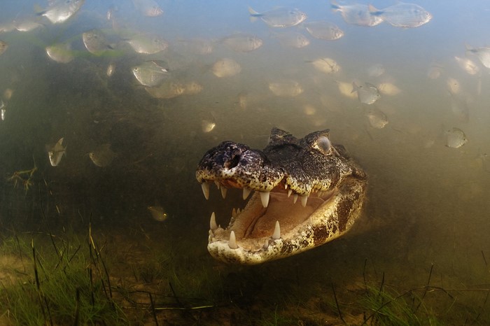Alligator with open mouth surrounded by fish underwater