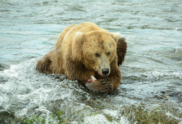 Brown bear eating fish in river