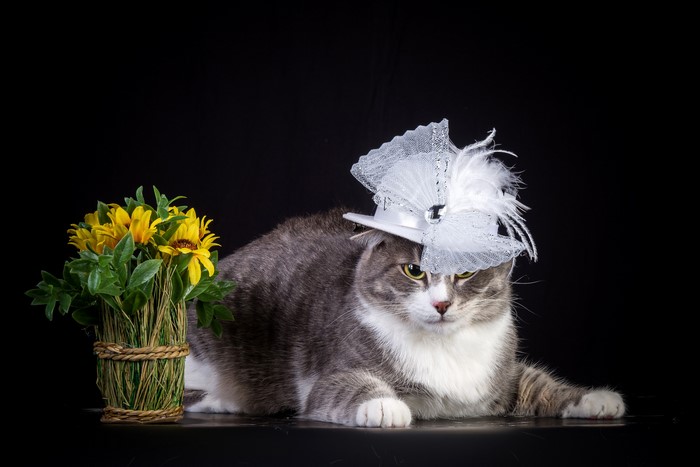 Cat wearing a white hat with flowers