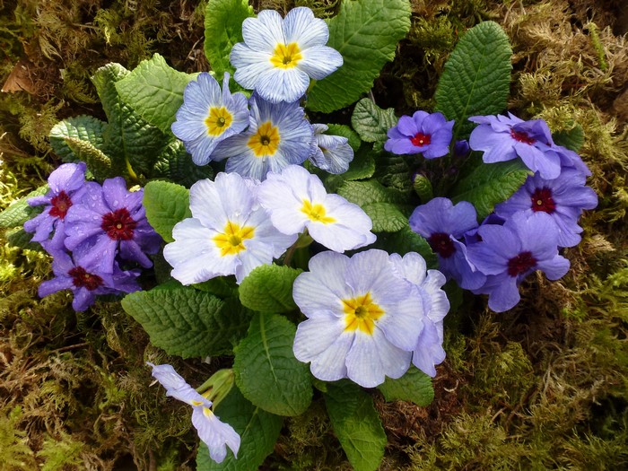Primula flowers on mossy ground