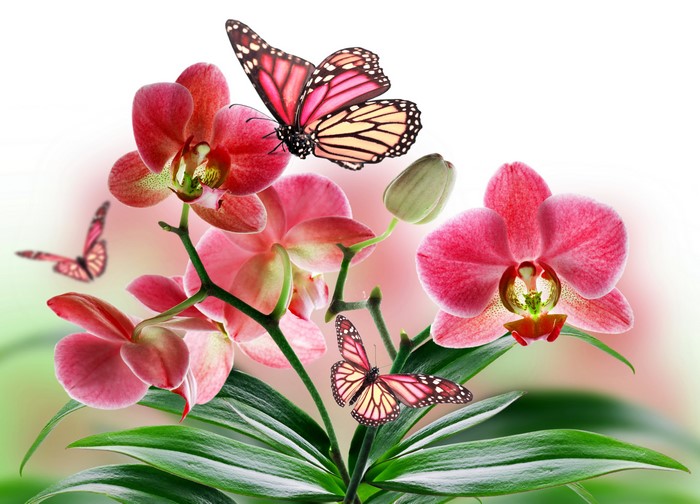 4K Orchids and Butterflies