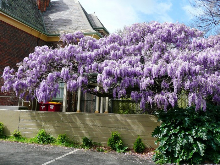 Wisteria tree in bloom in front of a brick building