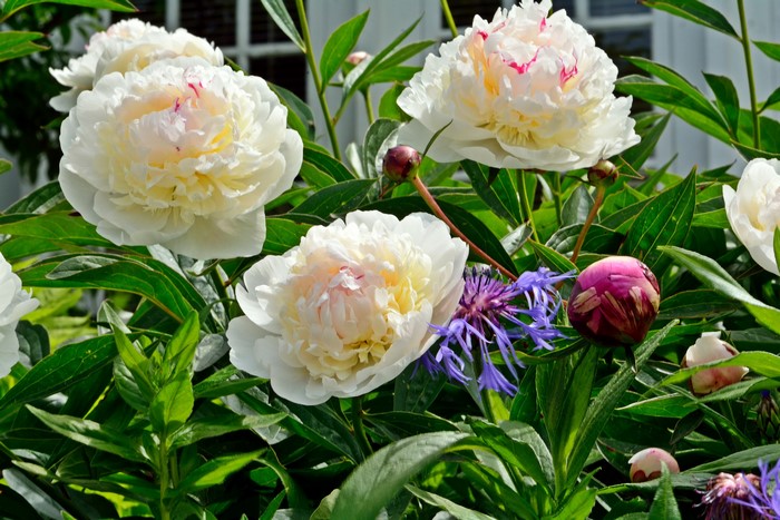 White Peonies and Blue Cornflowers
