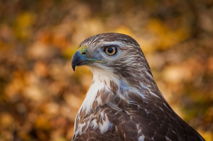 Hawk looking to the left with autumn leaves background
