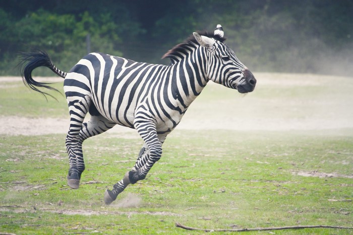 4K Zebra Running