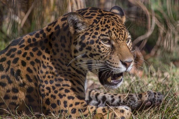 Jaguar lying in grass with mouth open