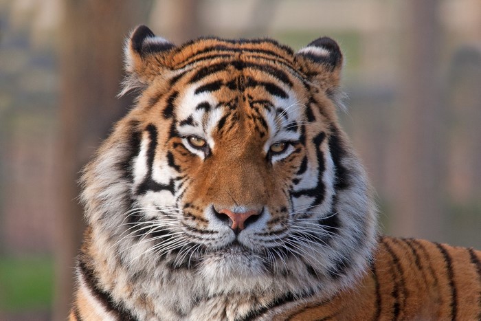 Close-up of a tiger's face