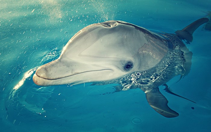 Dolphin swimming in blue water