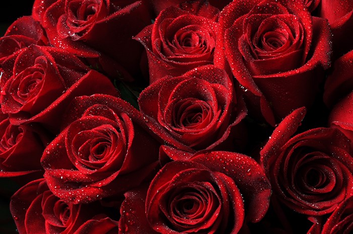 Red Roses with Water Drops