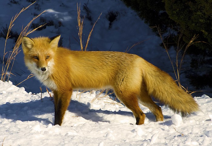Red Fox in Snow