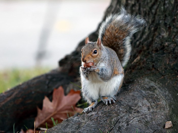 Squirrel eating a nut on a tree trunk