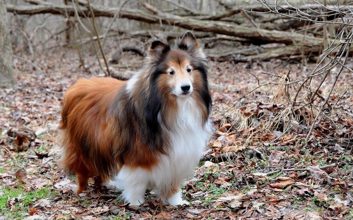 Shetland Sheepdog standing in a forest