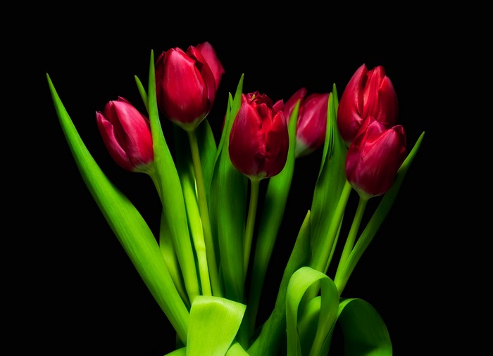 Red Tulips with Green Stems on Black Background