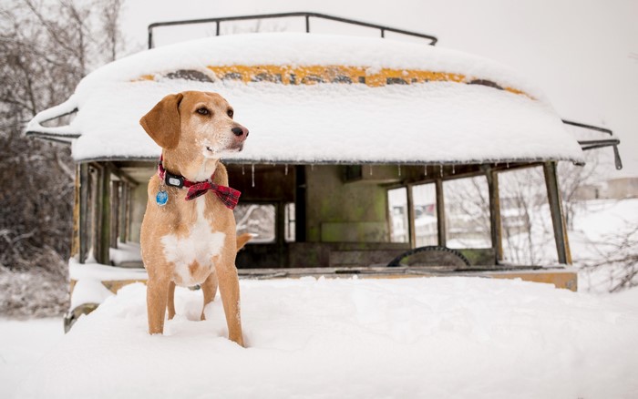 Dog in the Snow with a Snow-Covered Structure