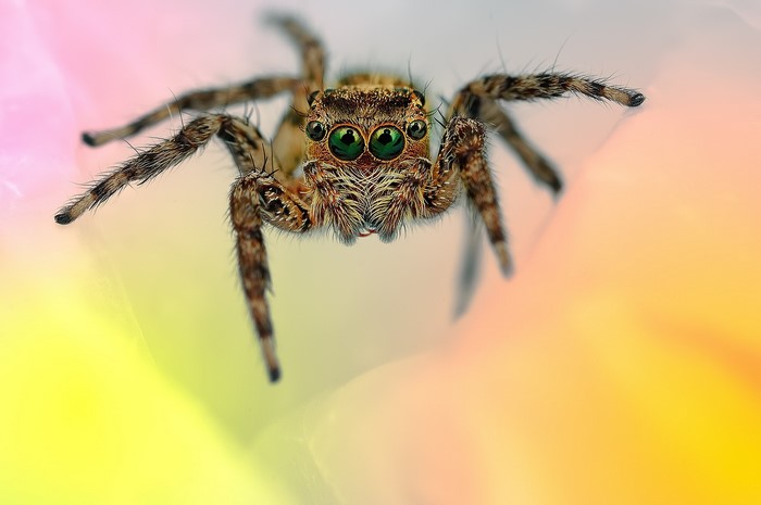 Close-up of a jumping spider with green eyes