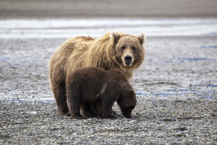 Mother and cub brown bears on a rocky shore