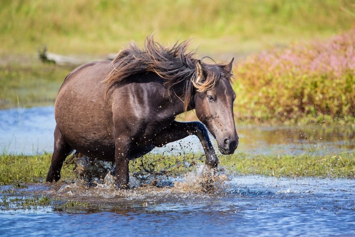Horse splashing in water