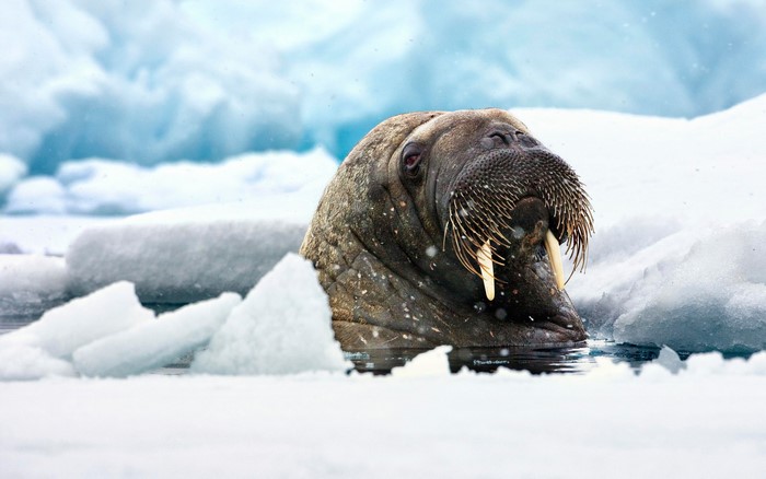 Walrus emerging from icy water