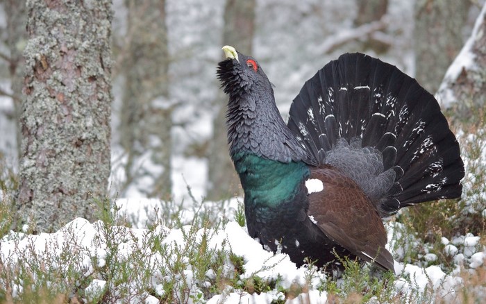 Capercaillie bird in a snowy forest